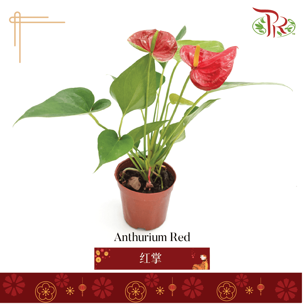 Anthurium Red P90《红掌》 - Pudu Ria Florist