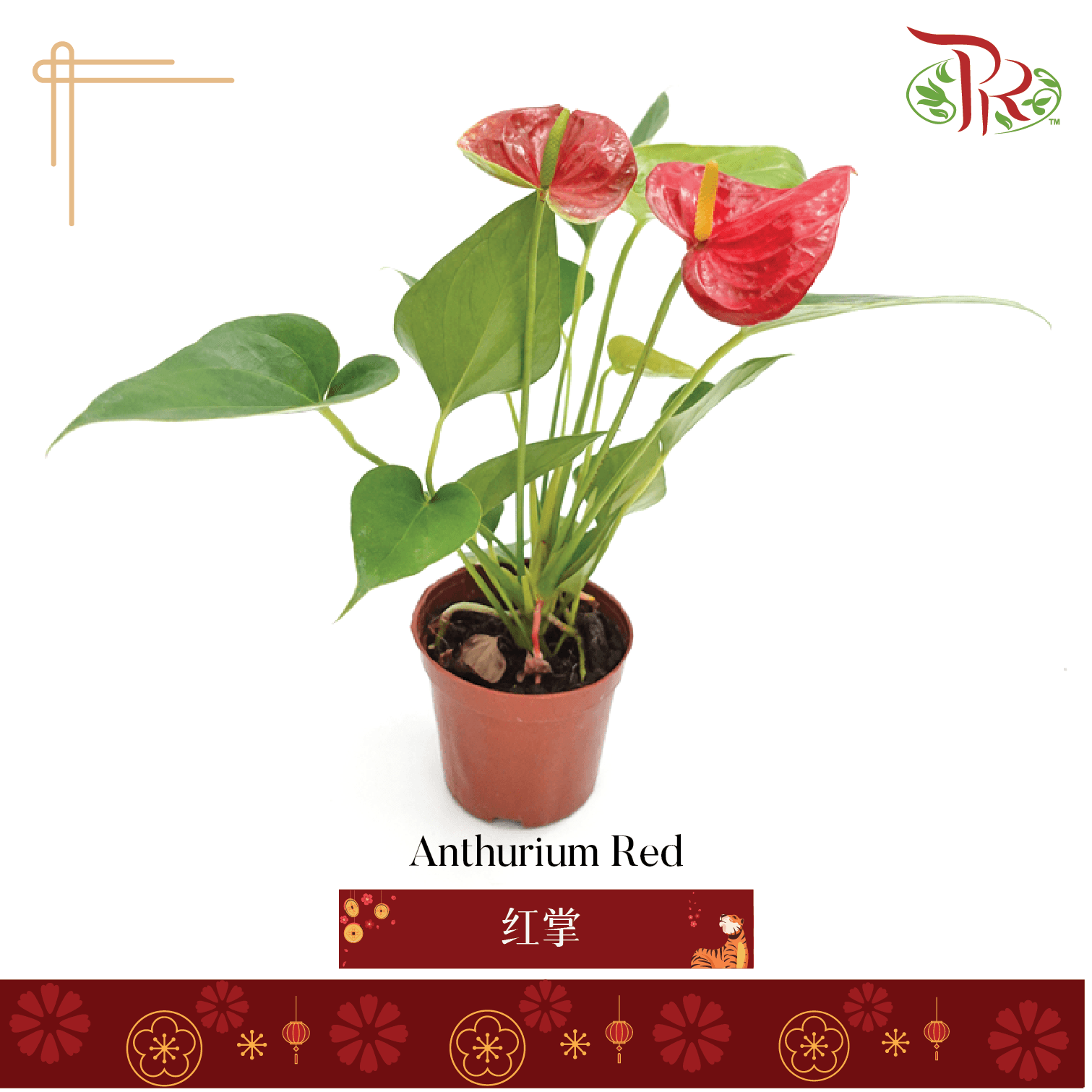 Anthurium Red P90《红掌》 - Pudu Ria Florist