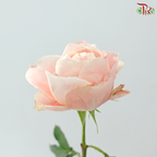 Garden Rose David Austin