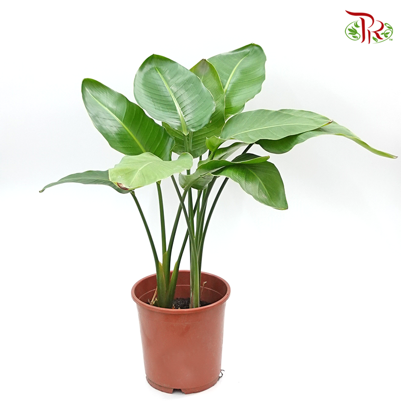 Strelitzia Alba《扇芭蕉》 - Pudu Ria Florist