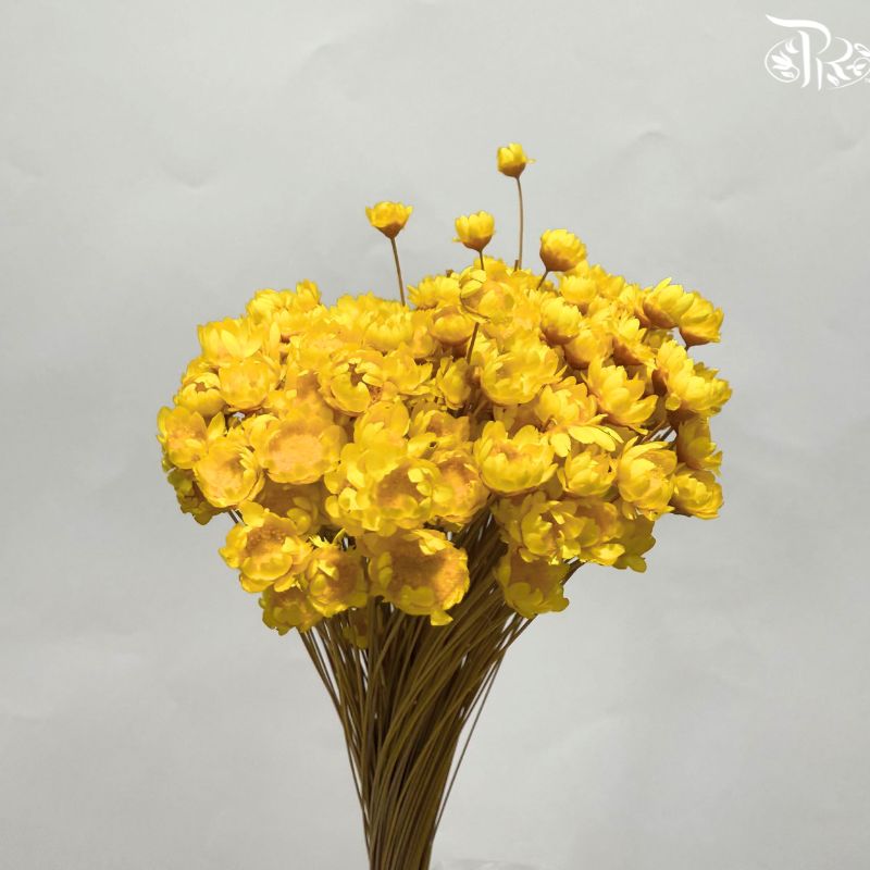 Dry Little Star Flower