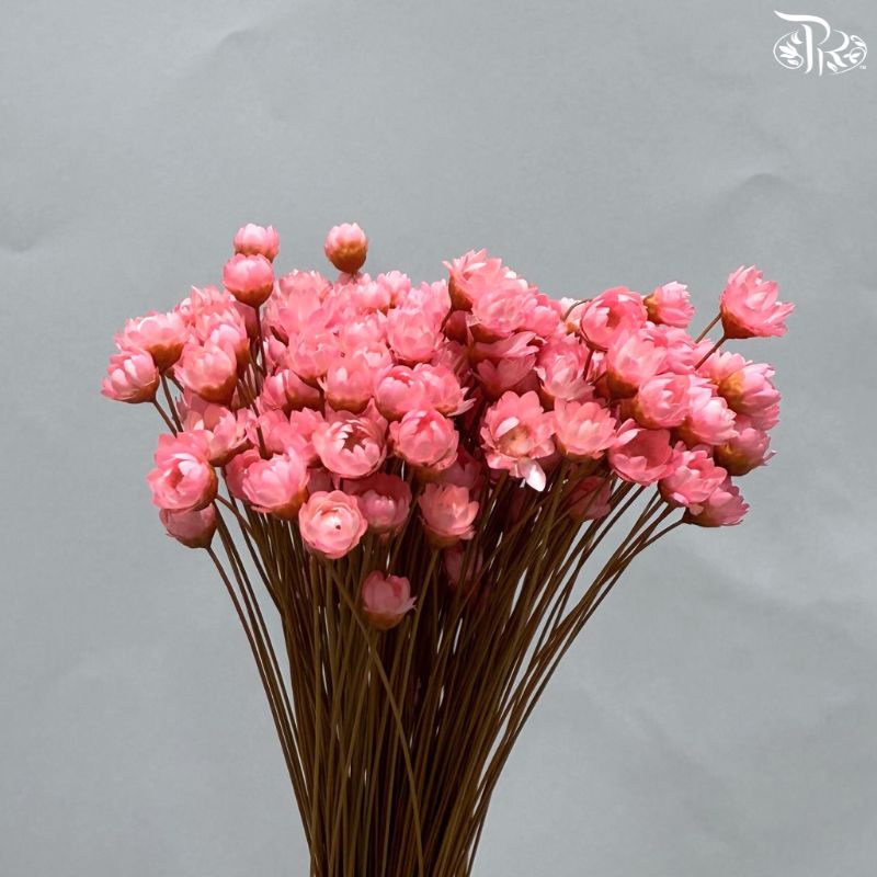 Dry Little Star Flower