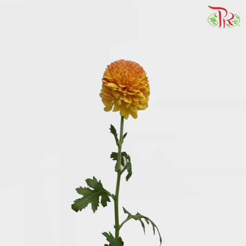 Chrysanthemum Ping Pong - Tangerine (12 Stems) - Pudu Ria Florist