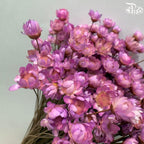 Dry Little Star Flower