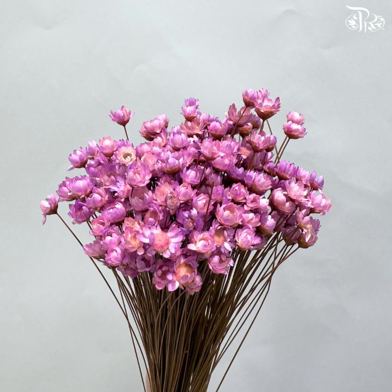 Dry Little Star Flower