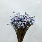 Dry Little Star Flower
