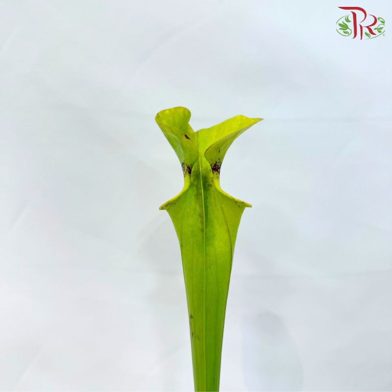 Sarracenia