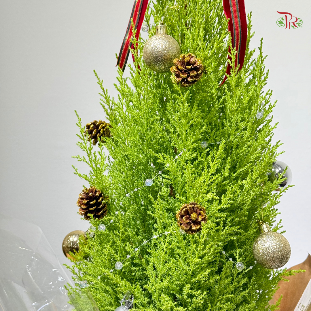 【XMAS 2025】Golden Conifer Blessing 金冠送祝福