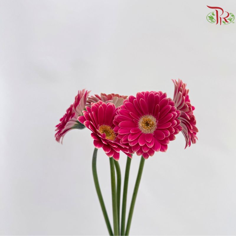 Gerbera Mini