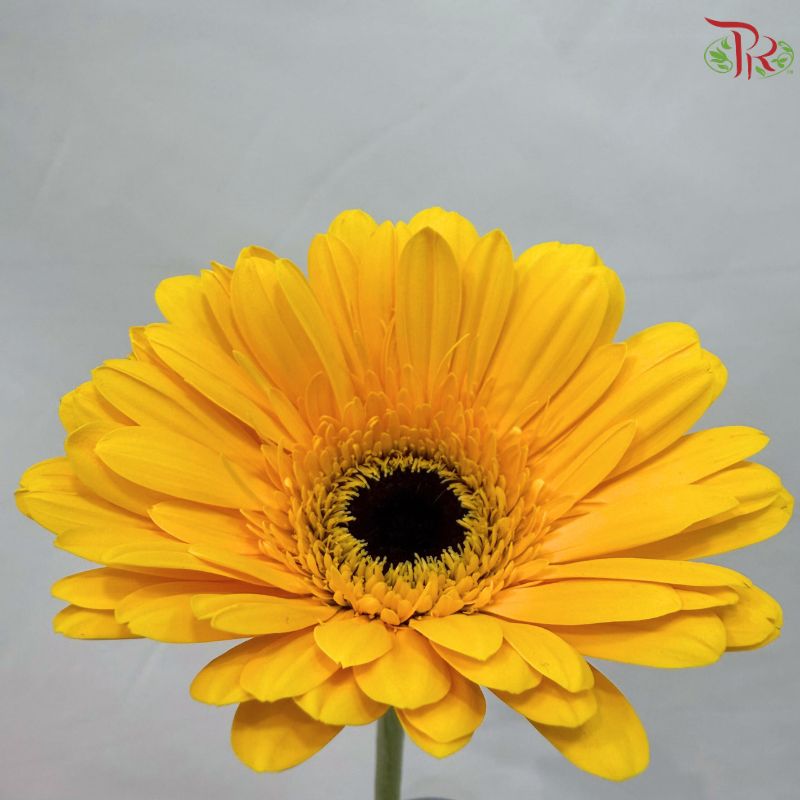 Gerbera