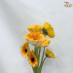 Gerbera