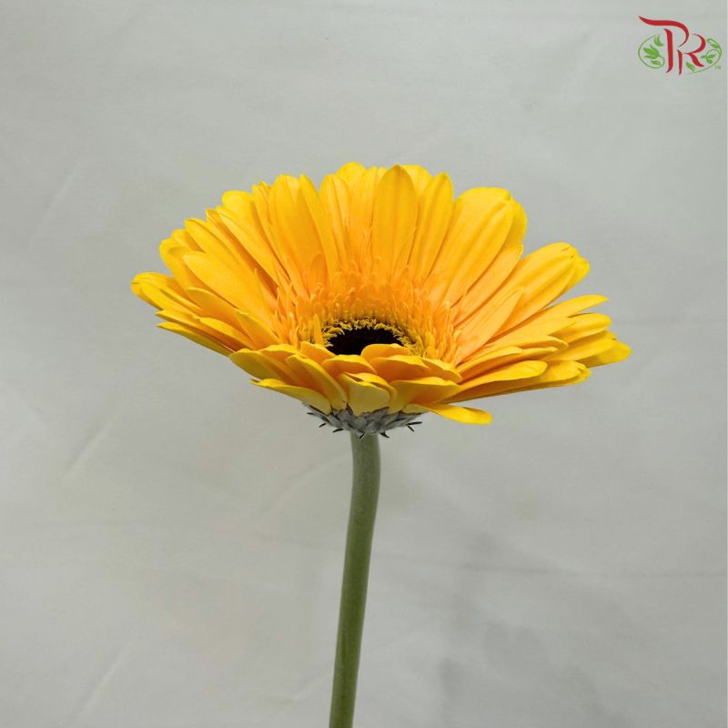 Gerbera