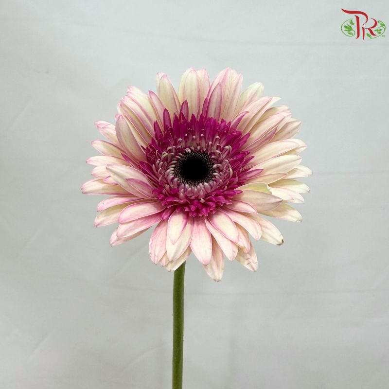 Gerbera