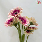 Gerbera