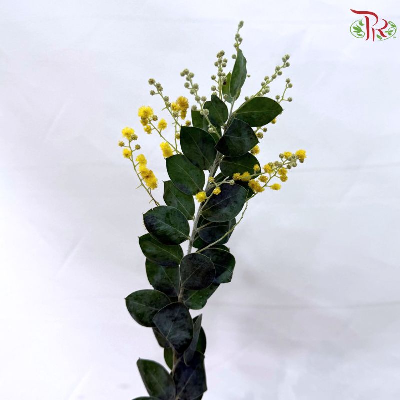 Acacia Farnesiana (Mimosa yellow)