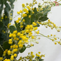 Acacia Farnesiana (Mimosa yellow)
