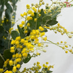 Acacia Farnesiana (Mimosa yellow)