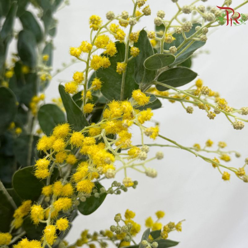 Acacia Farnesiana (Mimosa yellow)