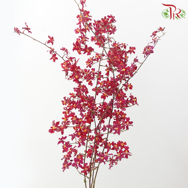 Orchid Oncidium Dancing Lady