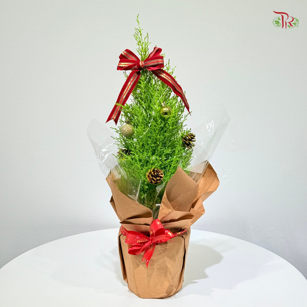 【XMAS 2025】Golden Conifer Blessing 金冠送祝福