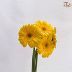 Gerbera Mini