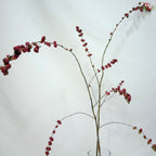 Snowberry (Symphoricarpos)