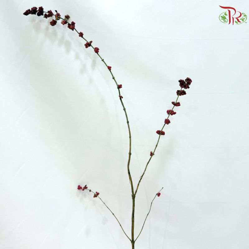 Snowberry (Symphoricarpos)