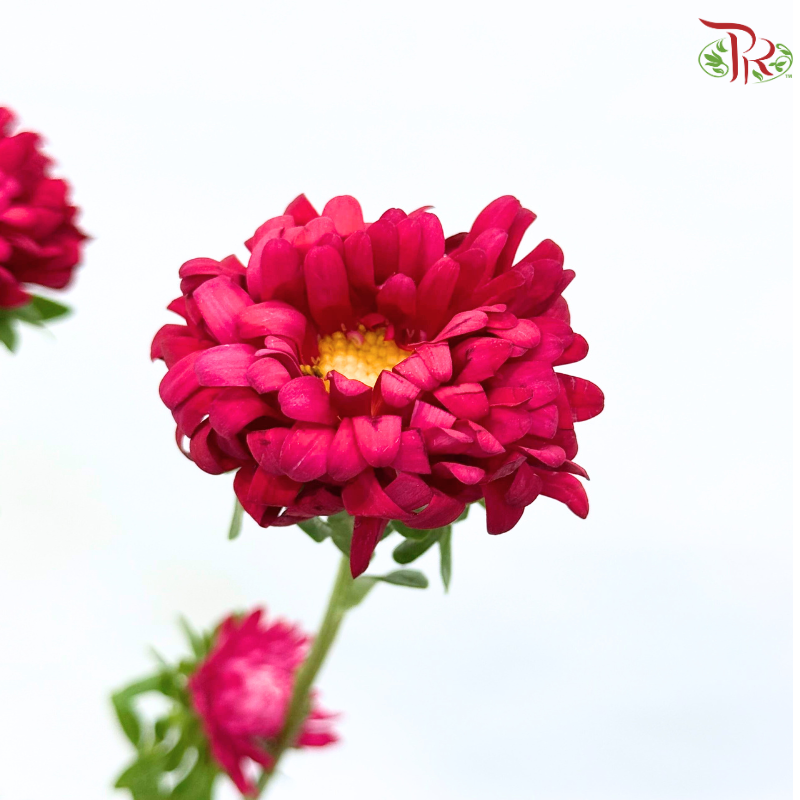 Aster《翠菊》