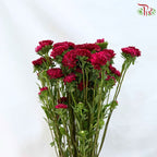 Aster《翠菊》
