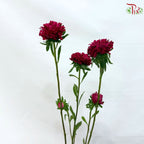 Aster《翠菊》