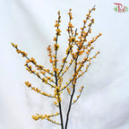Ilex