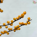Ilex