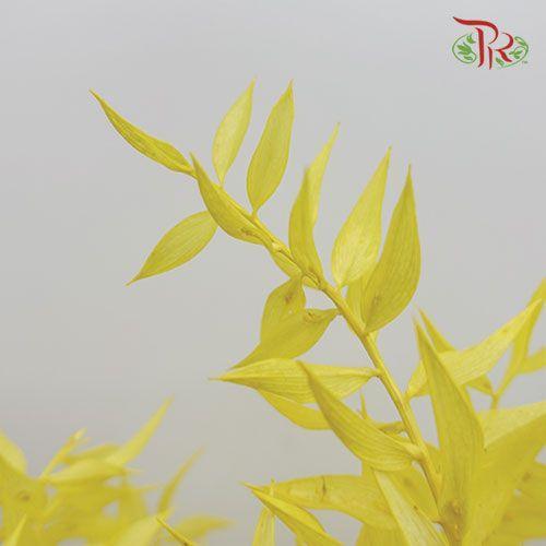 Dry Ruscus Colour - Yellow (5 Stems Per Bundle) - Pudu Ria Florist