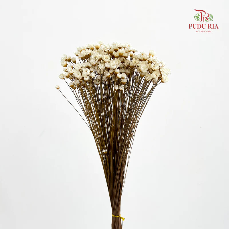 Dry Little Star Flower