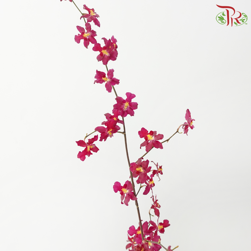 Orchid Oncidium Dancing Lady