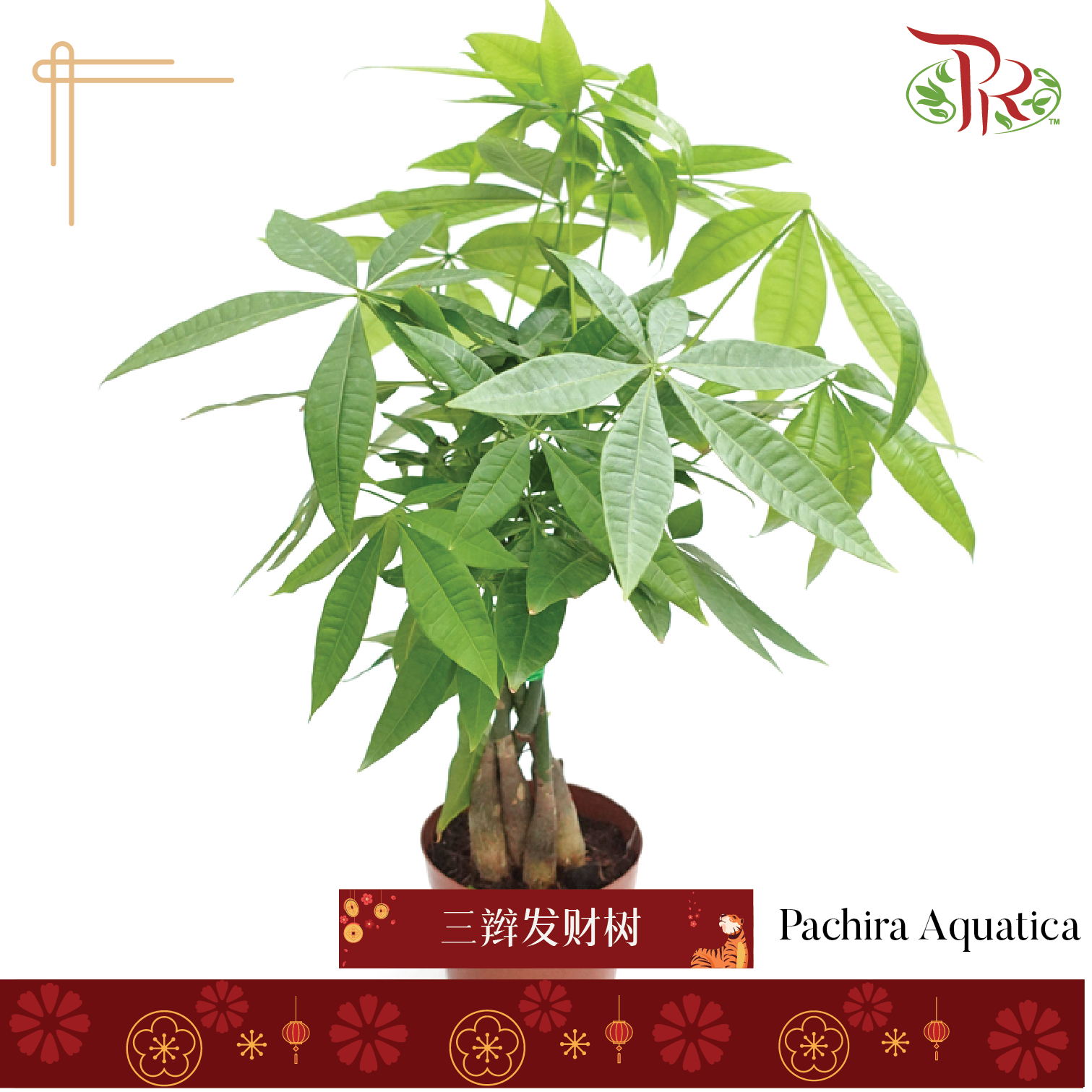 Pachira Aquatica P150《三辫发财树》 - Pudu Ria Florist