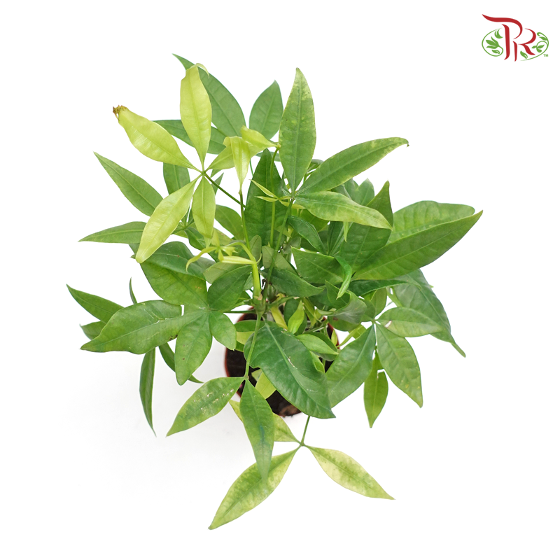Pachira Aquatica P150《三辫发财树》 - Pudu Ria Florist