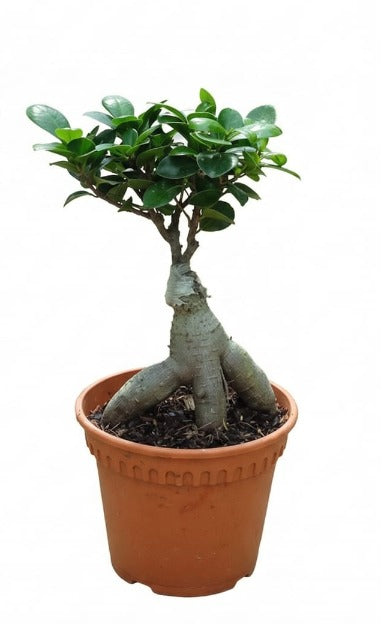 Ficus Microcarpa P12 HW《人参榕》