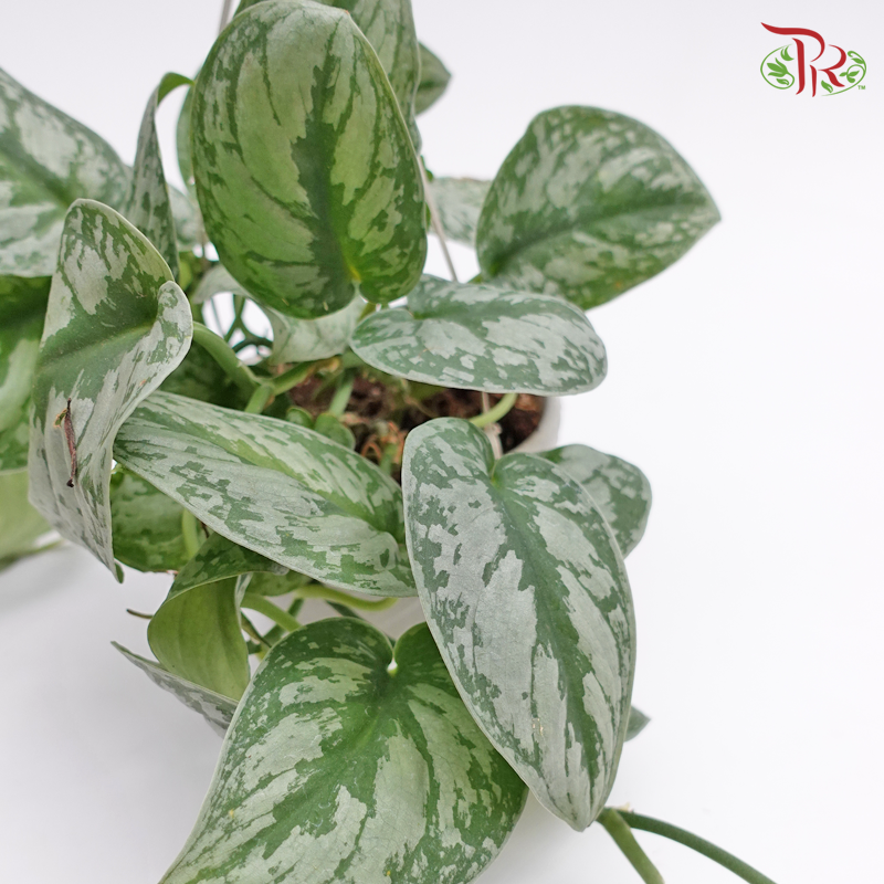 Scindapsus Exotica Hanging《大叶银斑葛》 - Pudu Ria Florist