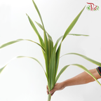 Sisal Hemp《剑麻叶》