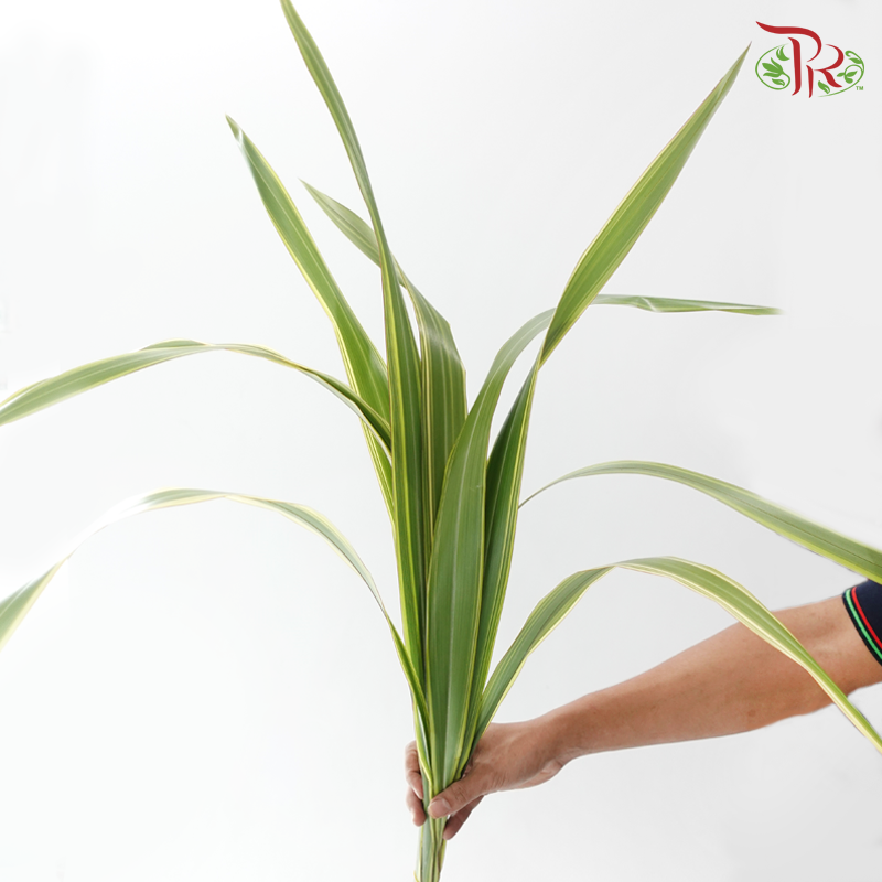 Sisal Hemp《剑麻叶》