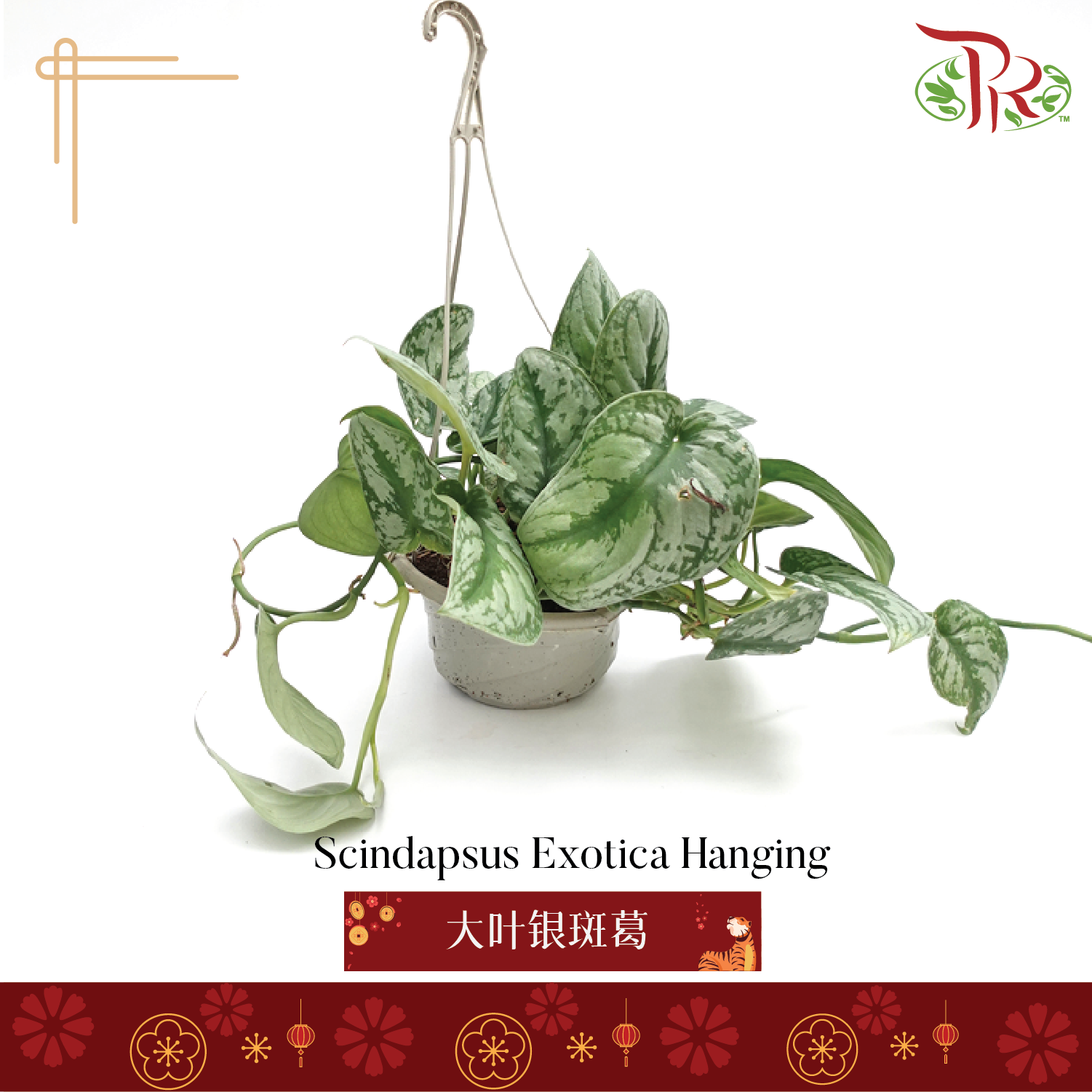 Scindapsus Exotica Hanging《大叶银斑葛》 - Pudu Ria Florist