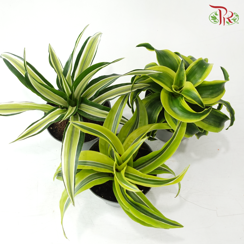 Dracaena  Fragrance《铁树 巴西木》(Random Choose Plant)