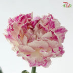Carnation《康乃馨》