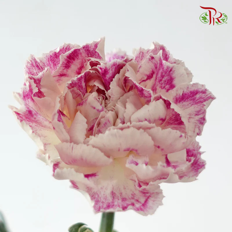 Carnation《康乃馨》