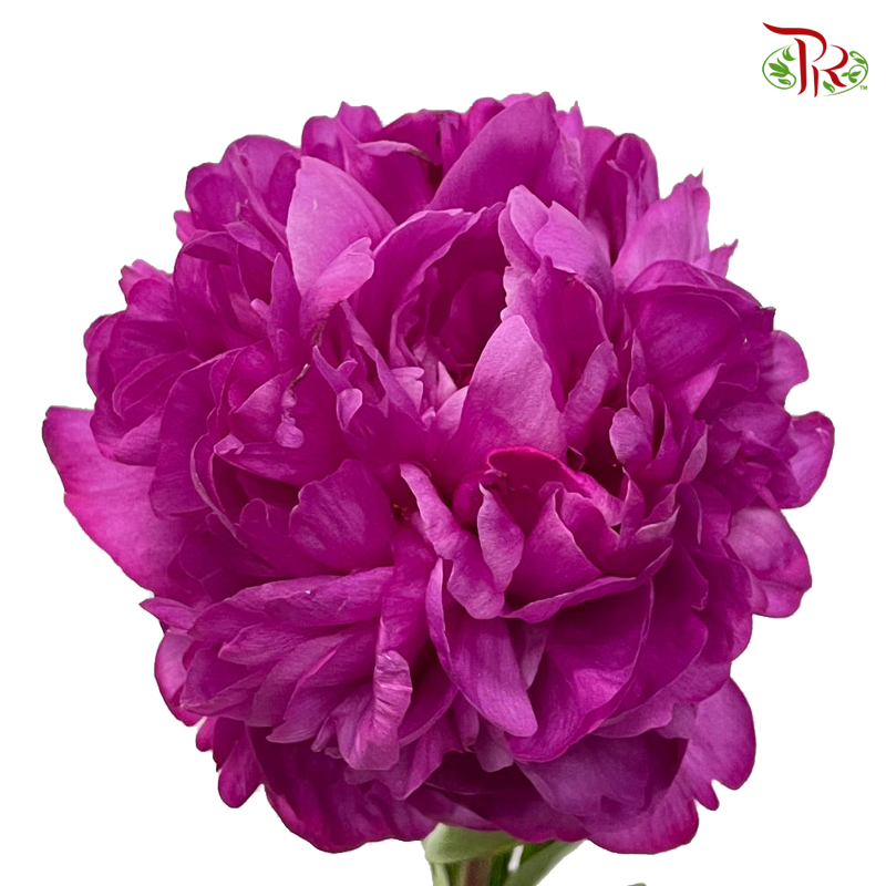 Peony 《牡丹》- Small / Medium Head