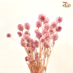 Preserved Scabiosa - Dusty Pink (Per Bunch) #9 - Pudu Ria Florist