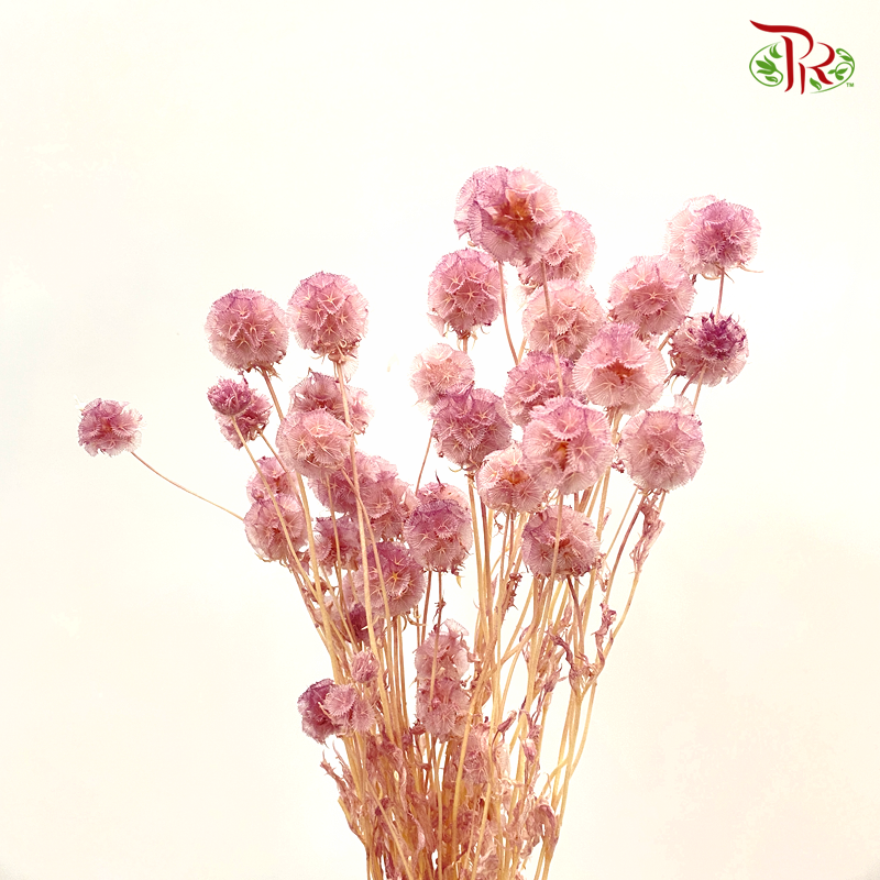 Preserved Scabiosa - Dusty Pink (Per Bunch) #9 - Pudu Ria Florist