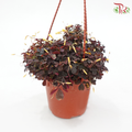 Oxalis Spiralis P120《火山酢漿草》