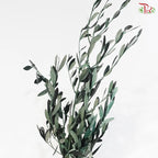 Olive Leaf Preserved - Dyed Dark Green (Per Bunch)